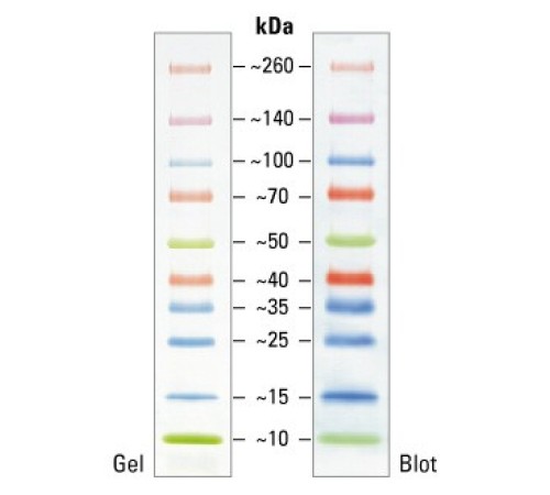 Маркеры белковые молекулярного веса, предокрашенные, Spectra, 10-260 кДа, 10 полос, Thermo FS